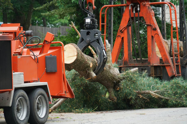 Best Commercial Tree Services  in Brookings, SD